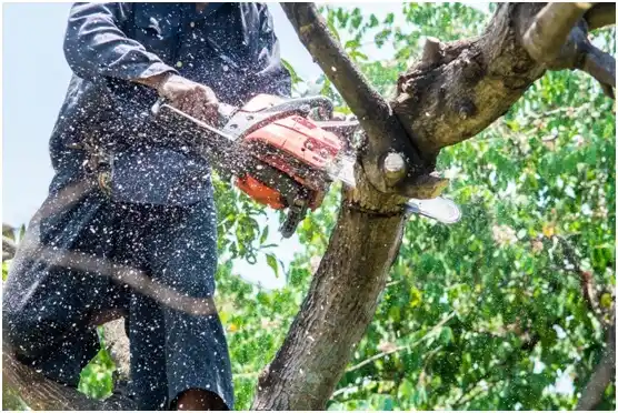 tree services Mills